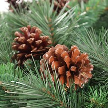 Lacquered Brown Pine Cone Picks | 2.5" Wide | Holiday Xmas Accents | Trees, Wreaths, & Garlands | Christmas Picks | Home & Office Decor (Set of 12)