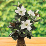 26 Inch Silk Magnolia Real Touch Hand-wrapped Stem
